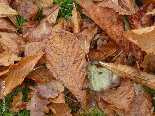 Fototapeta Herbstlaub , braun