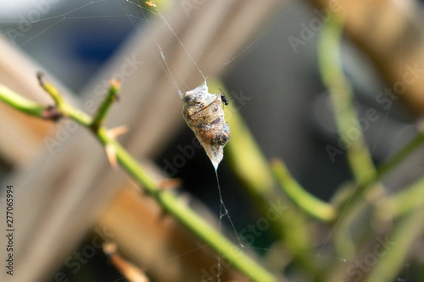 Obraz Spinnen beute eingewickelt