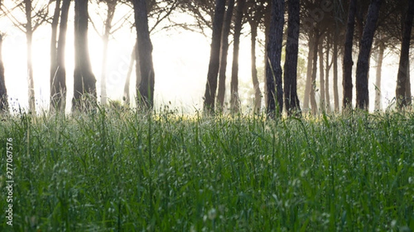 Obraz pine forest with ferns