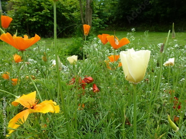 Fototapeta Gartenblumen