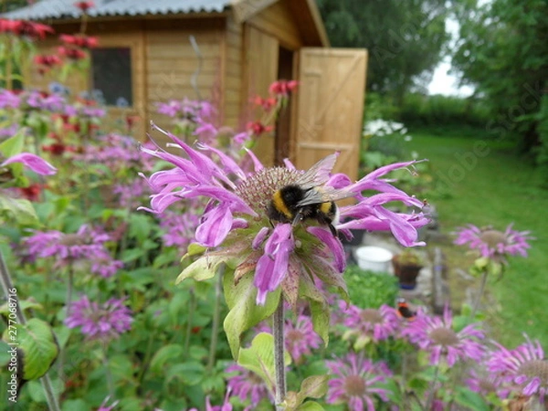 Obraz Gartenblume , lila