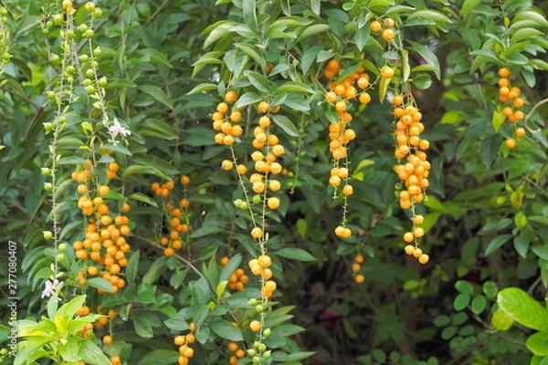 Fototapeta Duranta erecta fruit hang on branches with green leaves nature background, other names include golden dewdrop, pigeon berry, skyflower and mavaetangi, tears of departure.