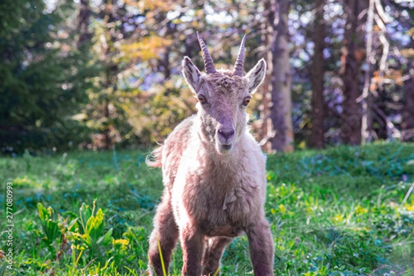 Fototapeta Capricorn wildlife