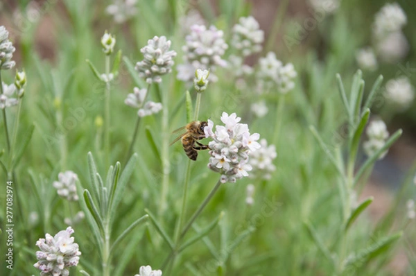 Obraz White lavender