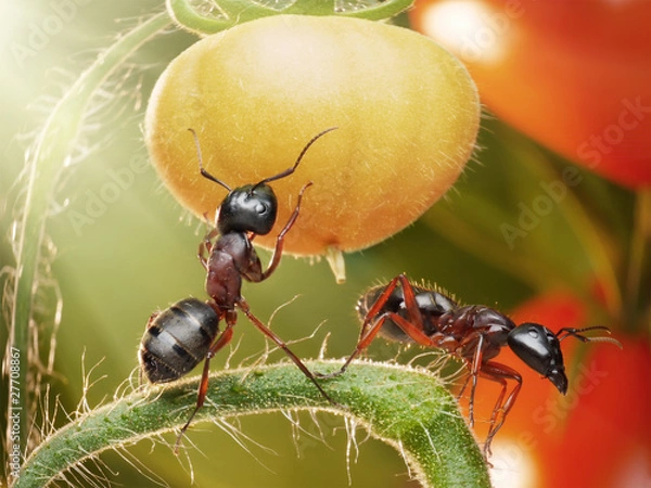 Fototapeta ants checking tomatos in backlight