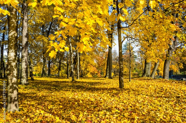 Fototapeta The carpet of yellow leaves covers the ground, trees in gold decoration.