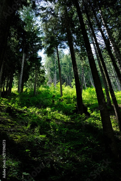 Obraz Wald mit hohen Bäumen