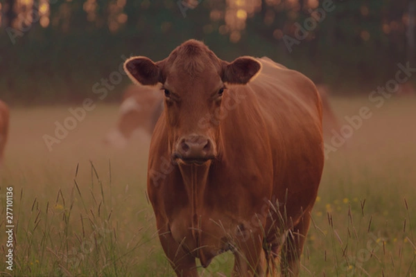 Fototapeta cow in a field