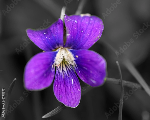 Obraz Selctive Violet