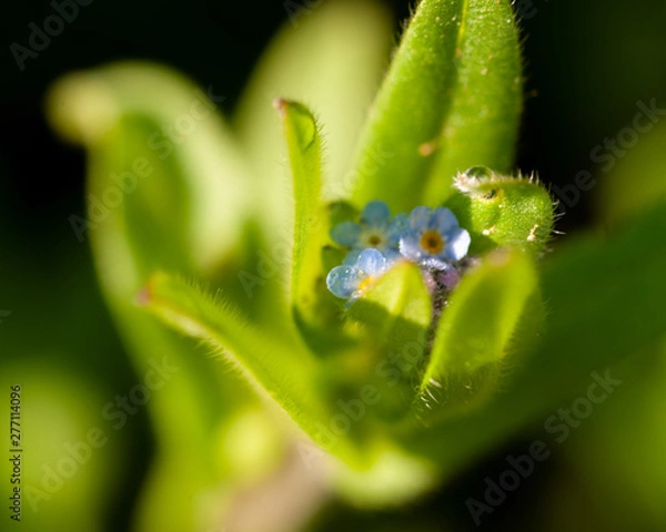 Fototapeta Forget me not macro 1