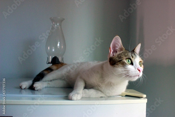 Obraz Cat looking outside