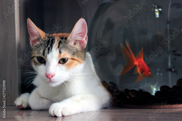 Obraz Cat and gold fish