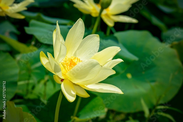 Obraz American Lotus with a ladybug