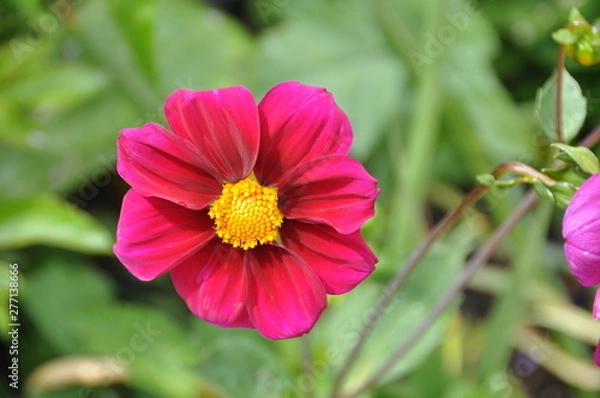 Fototapeta Pink Flower 2