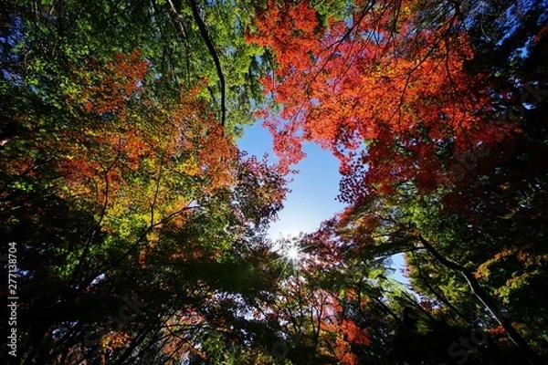 Fototapeta 紅葉の木々