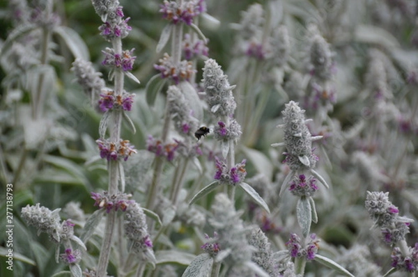 Fototapeta Lambs Ear With Bee