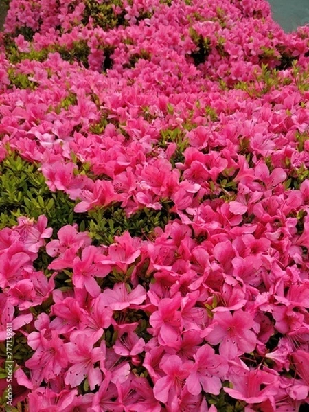 Fototapeta Full-blown azalea