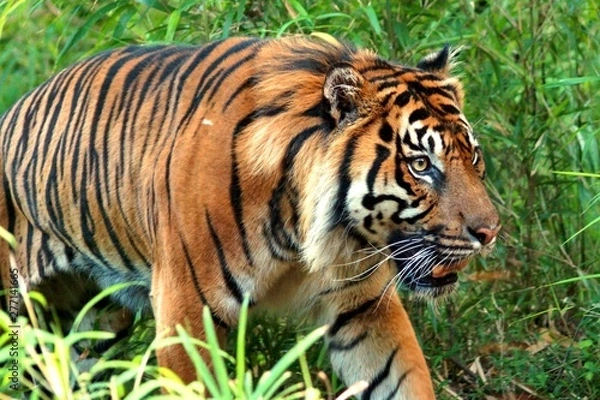 Fototapeta スマトラトラ