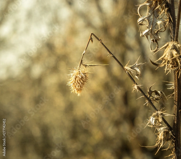 Obraz Wheat plant closeup