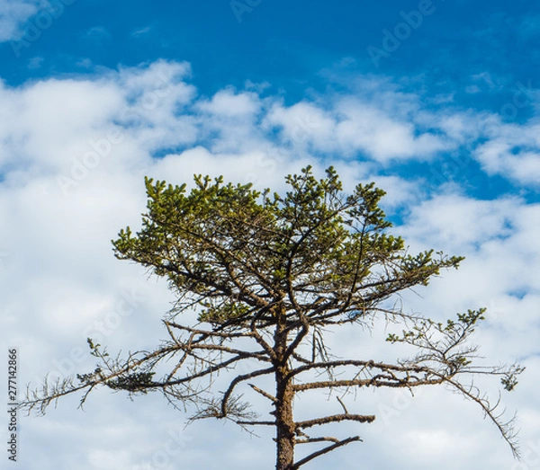 Obraz himalayan green tree