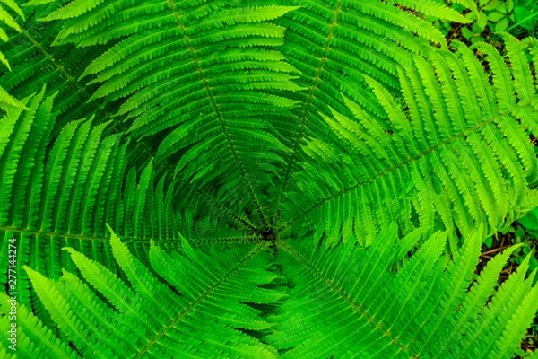 Fototapeta Background of the green fern. Top view. Natural pattern
