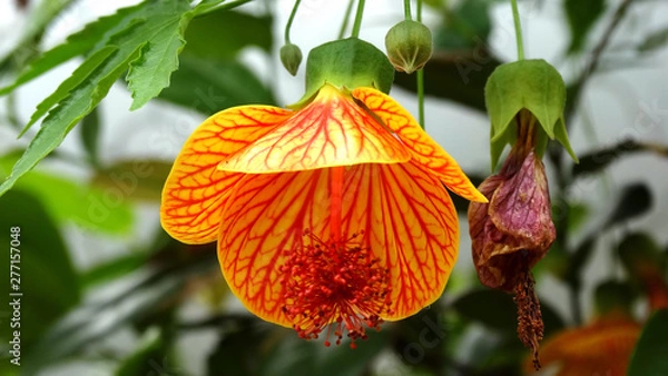 Fototapeta Closeup of blooming abutilon hybridum flower, the larger genus abutilon generally, they have been referred to by the common names Chinese lantern and parlour maple. 