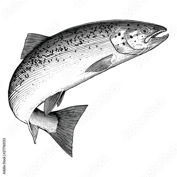 Obraz Leaping Atlantic Salmon isolated on white background