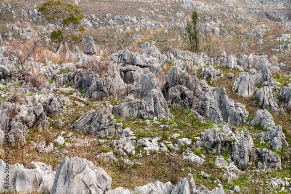 Obraz 春の秋吉台