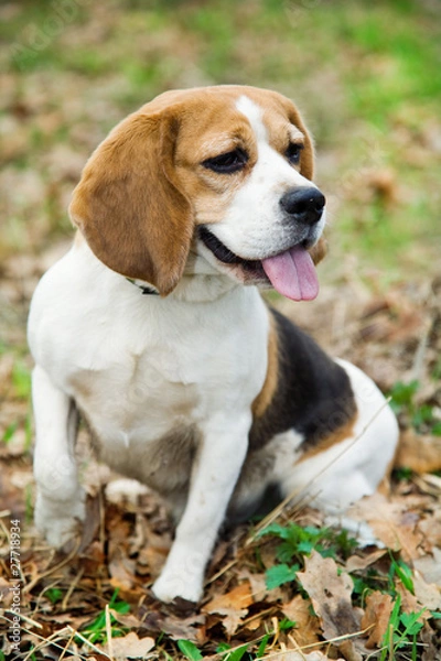 Fototapeta Beagle