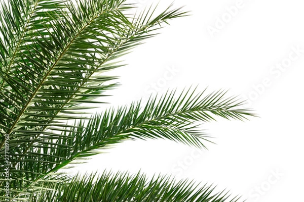 Fototapeta  Palm leaves isolated on white background for decor your project.