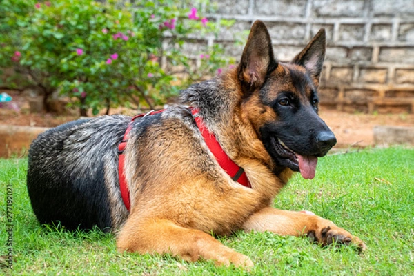 Obraz German Shepherd in Garden
