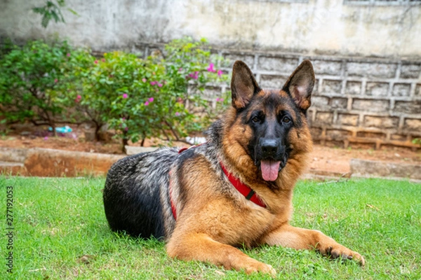 Obraz German Shepherd in Garden