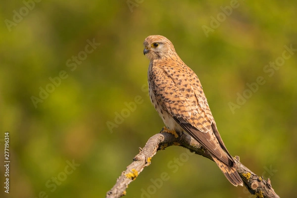 Obraz Eurasian Kestrel perched on a branch