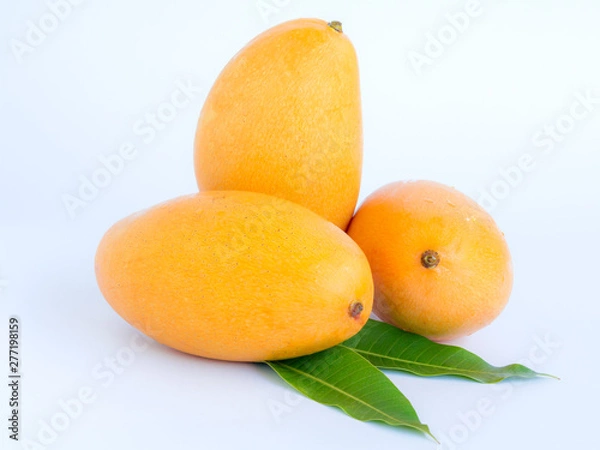 Obraz ripe mangos on white background