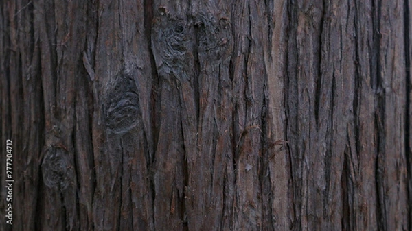 Obraz Tree bark closely