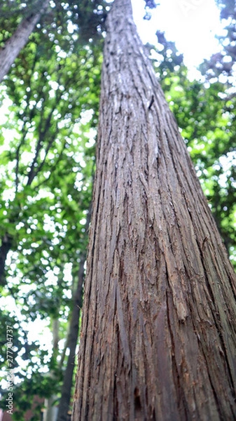 Obraz Tree bark closely