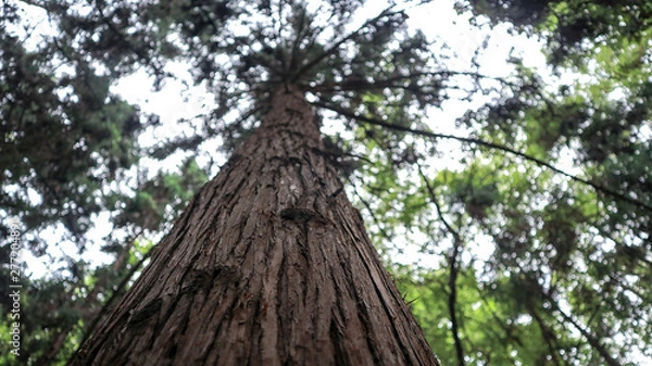 Obraz Tree bark closely