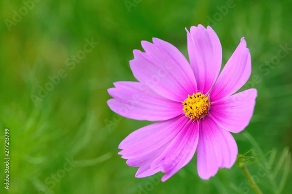 Obraz pink cosmos flower