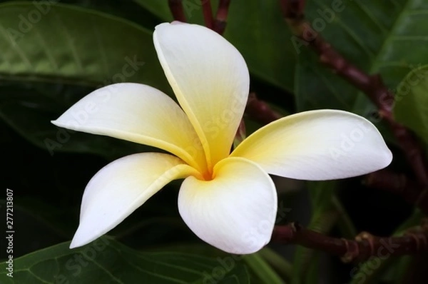 Obraz Frangipani white