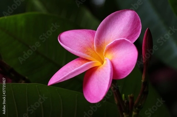 Obraz Frangipani rosa