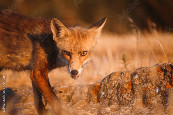 Obraz Spanish fox (Vulpes vulpes)