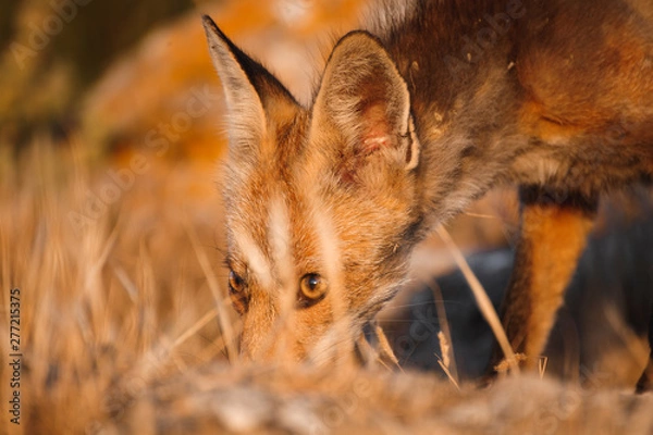 Obraz Spanish fox (Vulpes vulpes)