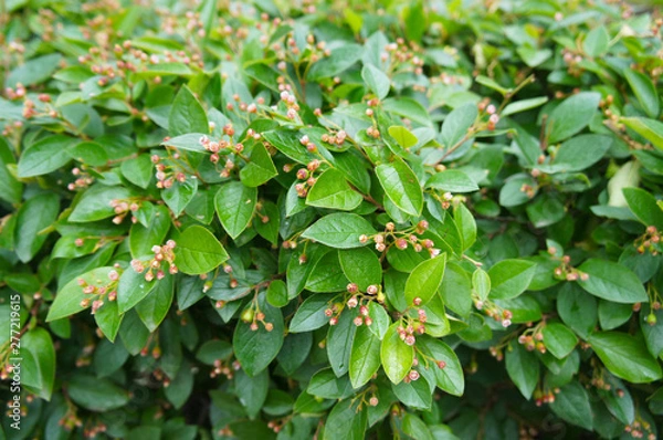 Fototapeta Cotoneaster lucidus or shiny cotoneaster green shrub background