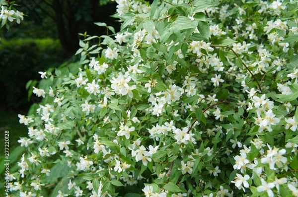 Fototapeta Philadelphus microphyllus littleleaf mock-orange shrub with white flowers