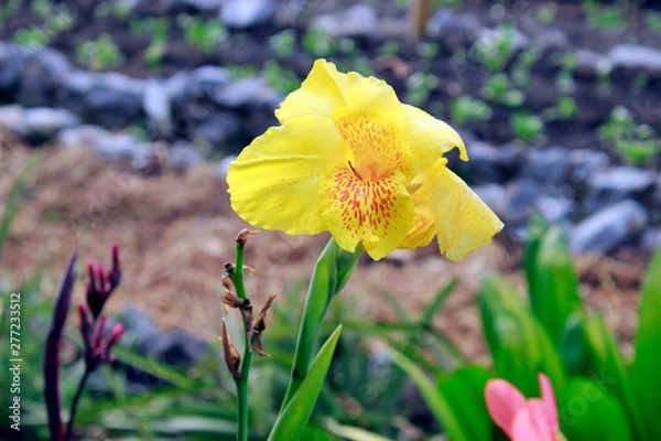 Obraz tropical garden