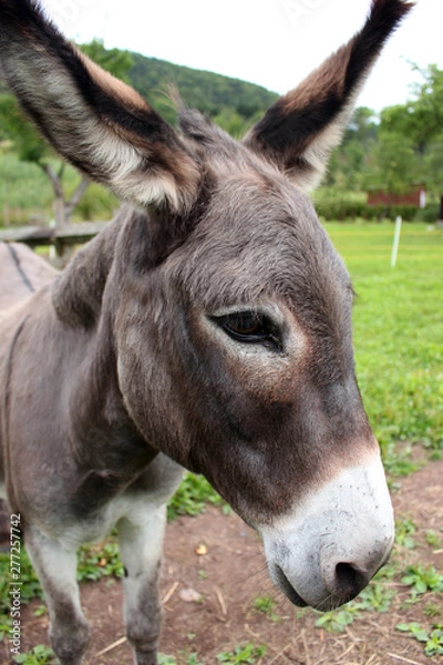 Fototapeta donkey