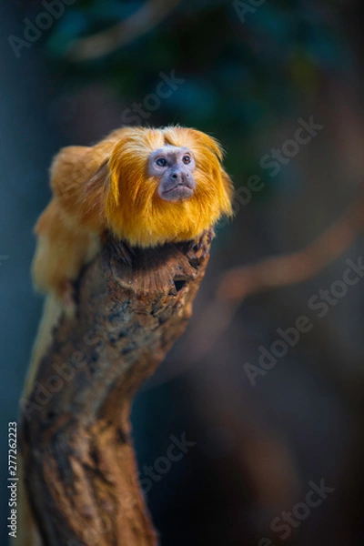 Fototapeta Monkey stares at something