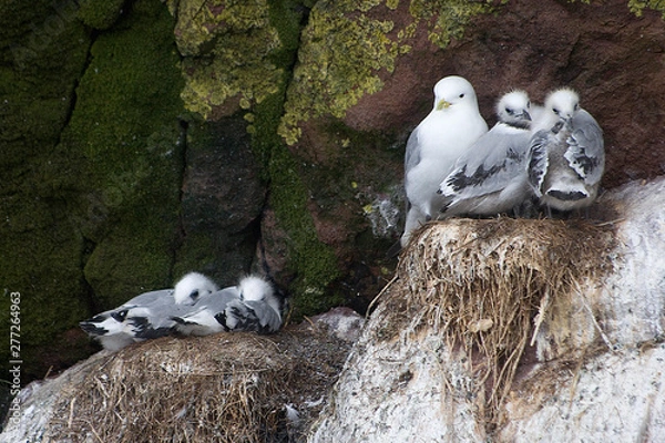 Fototapeta Northern fulmar bird with chicks