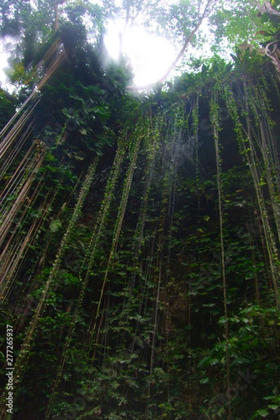 Fototapeta Tropical liana vines hanging in a cenote cave