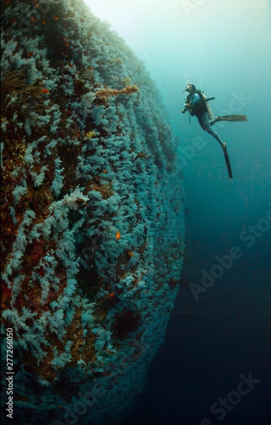 Fototapeta Underwater Great White Wall of Fiji with a diver, fisheye shot
